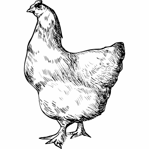 CORRIENTE DE POLLO